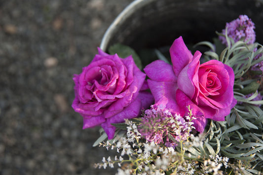 Chartreuse De Parme - Delbard Rose