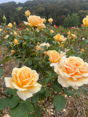 Valencia - Hybrid Tea Rose