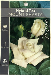 Mount Shasta Hybrid Tea Bush Rose (Bareroot)