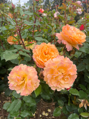 My Yellow Rose - Hybrid Tea 2ft Patio Standard