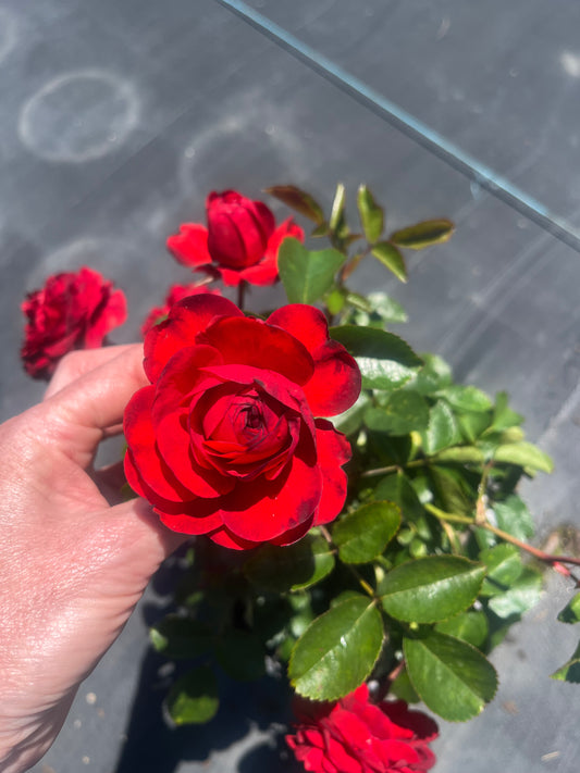 Scarlet Bonica™ Floribunda New Release 2ft patio standard