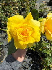 Friesia - Floribunda Rose
