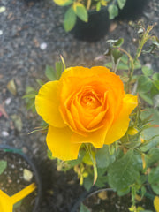 Victoria Gold Floribunda New Release Bush Rose (Bareroot)