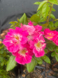 Shady Lady New Release Bush Rose