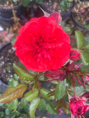 Scarlet Bonica™ Floribunda New Release Bush Rose (Bareroot)