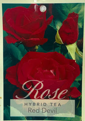 Red Devil Hybrid Tea Bush Rose (Bare-rooted)