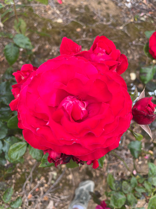 La Marseillaise Hybrid Tea Bush Rose