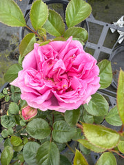 Fairy Godmother Potted Bush Rose