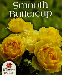 Smooth Touch Buttercup Thornless Bush Rose (Bare-rooted)