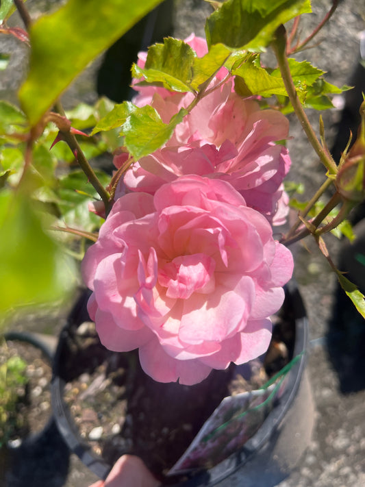 Maxivita New Release Floribunda Bush Rose (Bareroot)