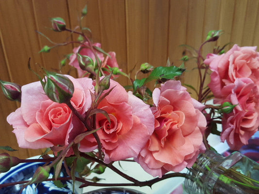 Ali Baba New Release Climbing Bush Rose