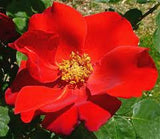 Altissimo - Climbing Rose