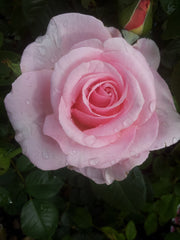 Aotearoa (Land of the Long White Cloud) Hybrid Tea
