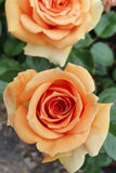 Ashram - Hybrid Tea Rose