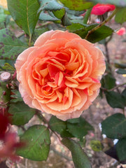 About Face Floribunda Bush Rose