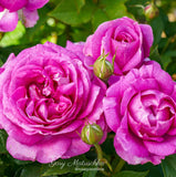 Adorable (bare rooted)