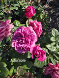 Adorable Recent Release  Modern Shrub Rose