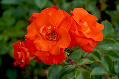 Afrikaans - Modern Shrub Bush