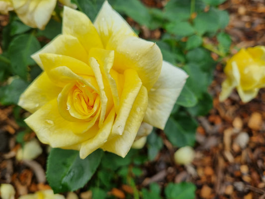 Amatsu Otome Bush Rose