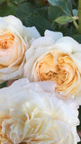 Angels Delight New Release Floribunda Bush Rose