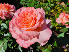 Augusta Luise - 2ft Patio Standard (bare rooted)
