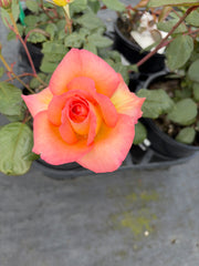 Fairest Cape Hybrid Tea New Release Bush Rose