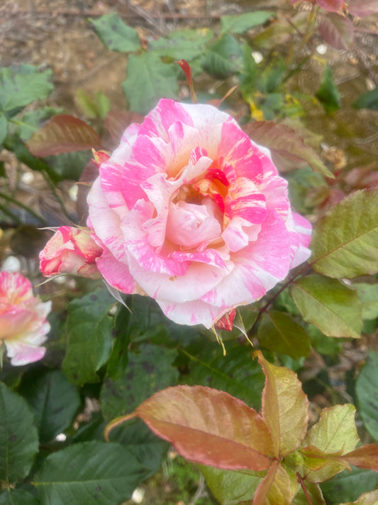Cabana Floribunda New Release Bush Rose