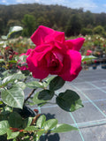 Baronne E. De Rothschild - Hybrid Tea