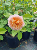 Bathsheba (New Release Climbing) David Austin Bush Rose