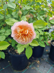 Bathsheba (New Release Climbing) David Austin Bush Rose