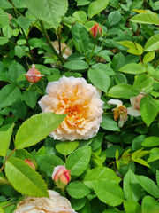 Bathsheba (New Release Climbing) David Austin Bush Rose
