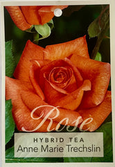 Anne Marie Treschlin Hybrid Tea Bush Rose