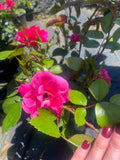 Pink Ayoba New Release Floribunda Bush Rose