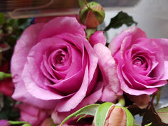 Belle Parfume Delbard Bush Rose