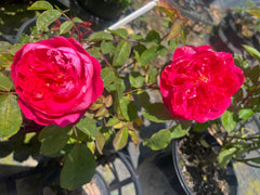 Benjamin Britten David Austin 2ft Patio (Bareroot)