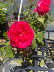 Benjamin Britten New Release David Austin Bush Rose