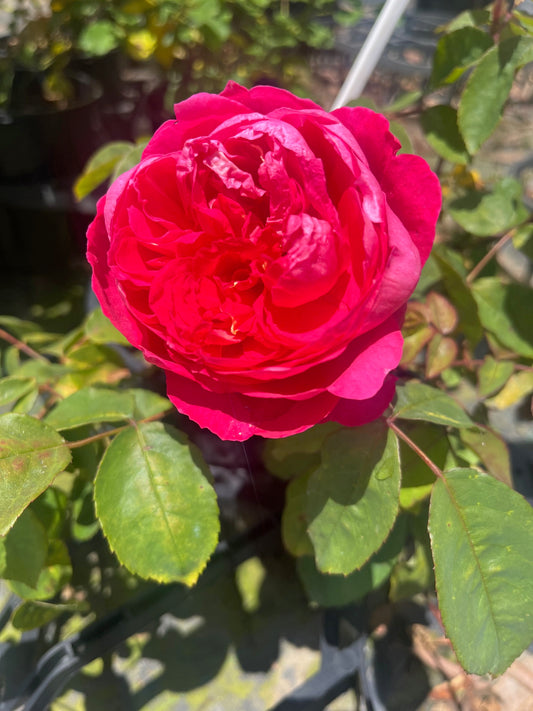 Benjamin Britten David Austin 2ft Patio (Bareroot)