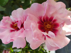 Berry Delightful - Modern Shrub