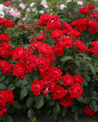Black forest Bareroot
