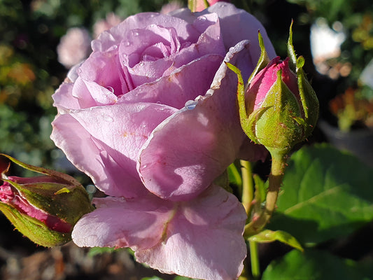 Blue Moon - Climbing Rose