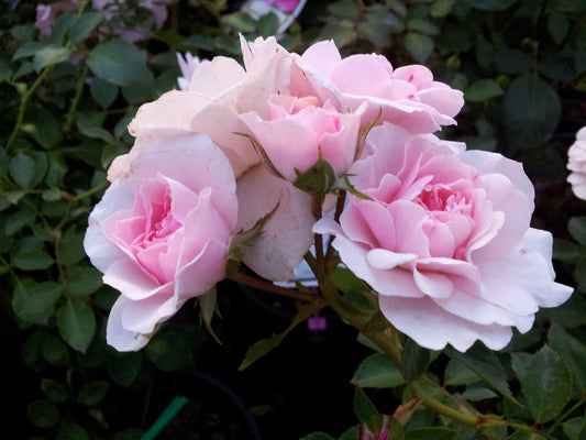 Bonica Floribunda Bush Rose