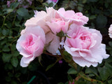 Bonica Floribunda Bush Rose