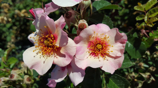 Bright As A Button - Modern Shrub