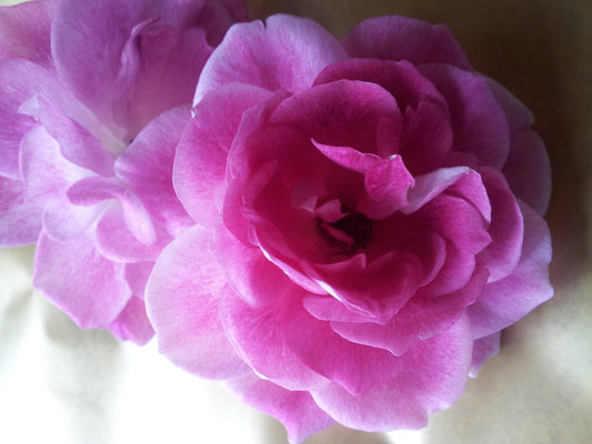 Blushing Pink Iceberg Floribunda Bush Rose