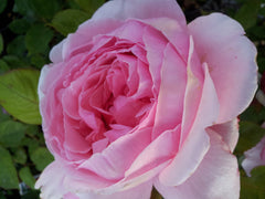 Brother Cadfael - David Austin Rose