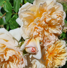 Bathsheba (New Release Climbing) David Austin Bush Rose