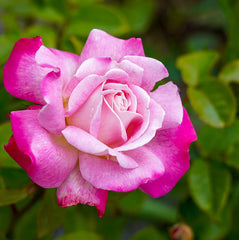 Beautiful Girl 2ft patio standard