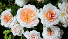 Betty Cuthbert Potted Bush Rose