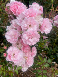 Bonica Floribunda Bush Rose