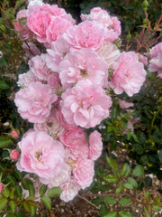 Bonica Floribunda Bush Rose